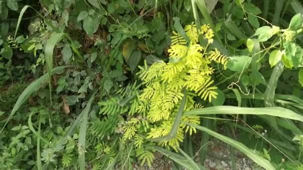 Giant Mimosa Invisa Giant Sensitive Plant Bush — Stock video