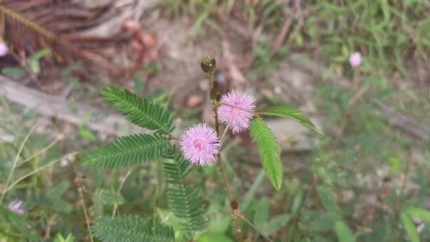 Touching Wild Sensitive Mimosa Pudica Flower — Stockvideo