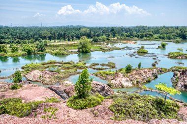 vegetation around the abandoned mine pond.