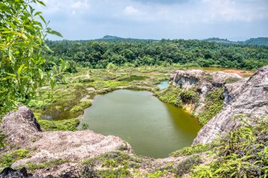 vegetation around the abandoned mine pond.