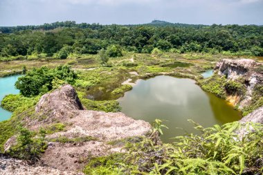 vegetation around the abandoned mine pond.