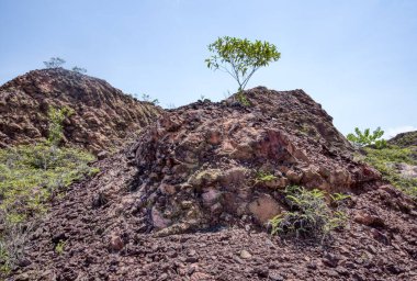 vegetation around the abandoned mine pond.