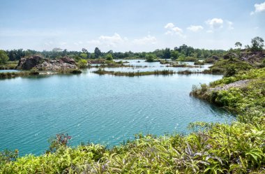 vegetation around the abandoned mine pond.