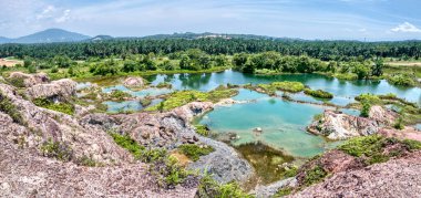 vegetation around the abandoned mine pond.