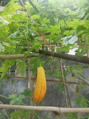 yellow ripe bitter melon gourd hanging on the twig