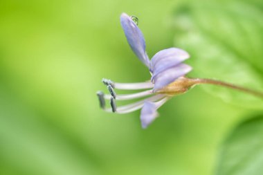 Yabani püsküllü örümcek çiçeğinin yakın çekimi.