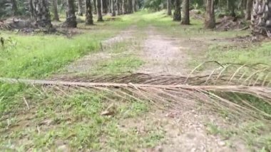 footage of the forward motion movement in the rural countryside road pathway.