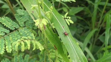 red assassin bug perching on the leaves.