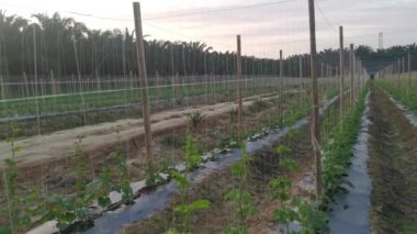 young creeping gourd plants crawling up to the string pole.