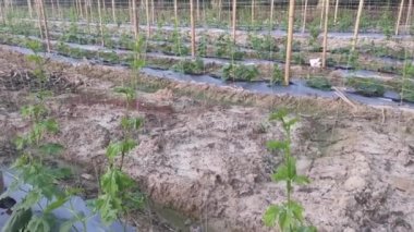 young creeping gourd plants crawling up to the string pole.