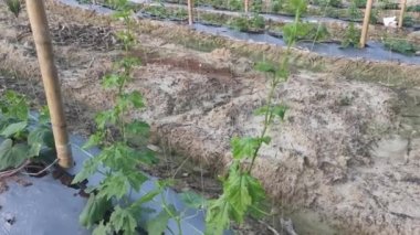 young creeping gourd plants crawling up to the string pole.