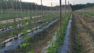 young creeping gourd plants crawling up to the string pole.