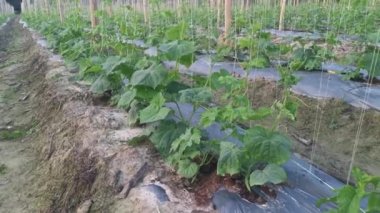 young creeping gourd plants crawling up to the string pole.