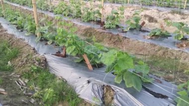 young creeping gourd plants crawling up to the string pole.
