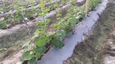 young creeping gourd plants crawling up to the string pole.