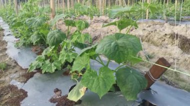 young creeping gourd plants crawling up to the string pole.