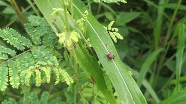 Red Assassin Bug Perching Leaves — ストック動画