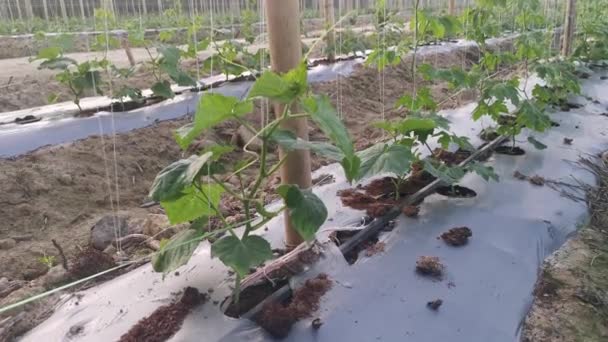 Young Creeping Gourd Plants Crawling String Pole — Stock videók