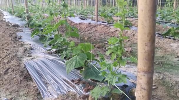 Young Creeping Gourd Plants Crawling String Pole — Stockvideo