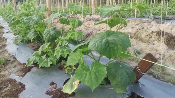 Young Creeping Gourd Plants Crawling String Pole — Stockvideo