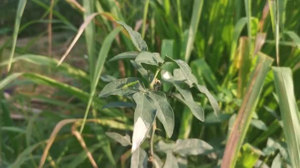 Tiny Baby Praying Mantis Jumping Leaves — Vídeo de stock