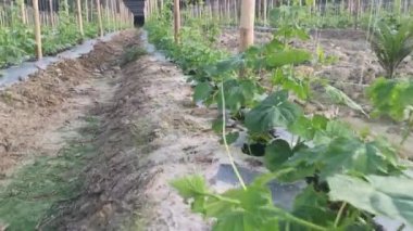young creeping gourd plants crawling up to the string pole.