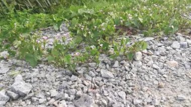 tiny pink ipomoea bush morning glory crawling on the stony road