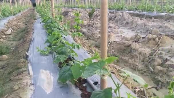 Young Creeping Gourd Plants Crawling String Pole — Vídeo de stock