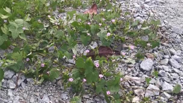 Μικροσκοπική Ροζ Ipomoea Θάμνος Πρωί Δόξα Σέρνεται Στο Πέτρινο Δρόμο — Αρχείο Βίντεο