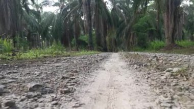 footage of the forward motion movement in the rural countryside road pathway.