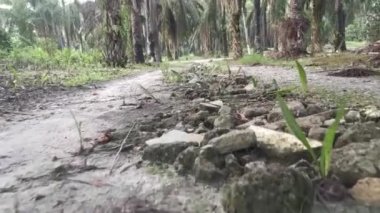 footage of the forward motion movement in the rural countryside road pathway.