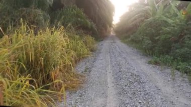footage of the forward motion movement in the rural countryside road pathway.