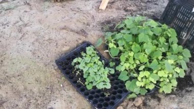 creeping vine seedling black tray at the farm