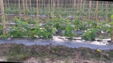 young creeping gourd plants crawling up to the string pole.