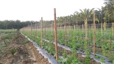young creeping gourd plants crawling up to the string pole.