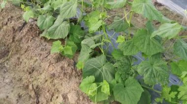 young creeping gourd plants crawling up to the string pole.