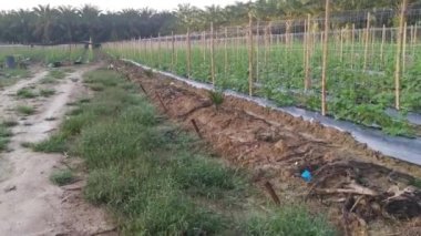 young creeping gourd plants crawling up to the string pole.