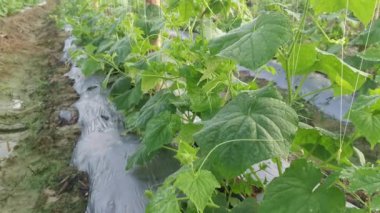 young creeping gourd plants crawling up to the string pole.