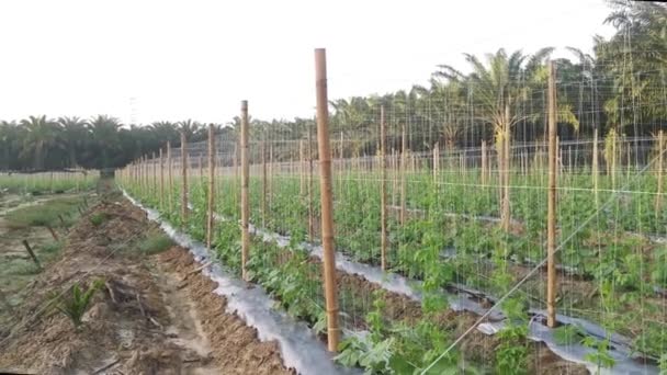 Young Creeping Gourd Plants Crawling String Pole — 图库视频影像