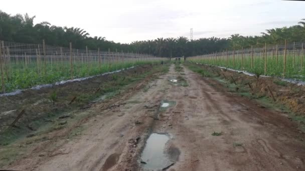 Young Creeping Gourd Plants Crawling String Pole — Vídeo de Stock