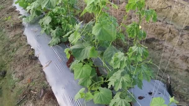 Young Creeping Gourd Plants Crawling String Pole — Video