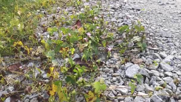 Tiny Pink Ipomoea Bush Morning Glory Crawling Stony Road — Vídeo de Stock