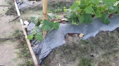 young creeping gourd plants crawling up to the string pole.