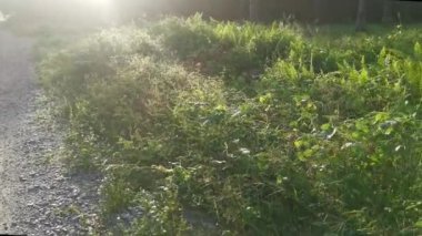Bright beams of sunlight shining on the wild meadow of bushes.