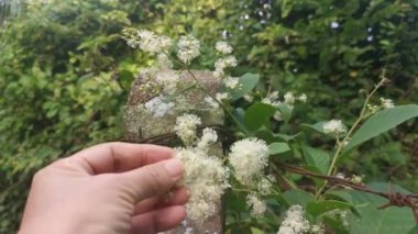 wild white tetracera sarmentosa shrub flower