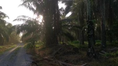 Bright beams of sunlight shining on the wild meadow of bushes.