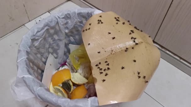 Sticky Fly Trap Paper Edge Dustbin — 图库视频影像