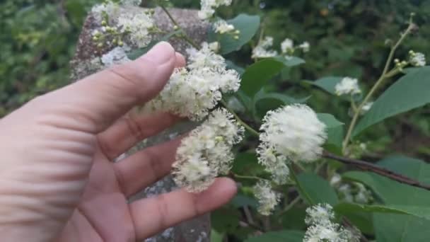 Wild White Tetracera Sarmentosa Shrub Flower — Video