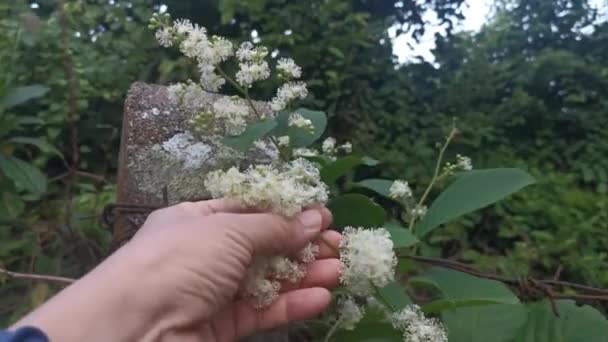 Wild White Tetracera Sarmentosa Shrub Flower — Video