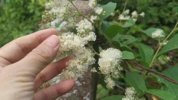 Wild White Tetracera Sarmentosa Shrub Flower — стоковое видео